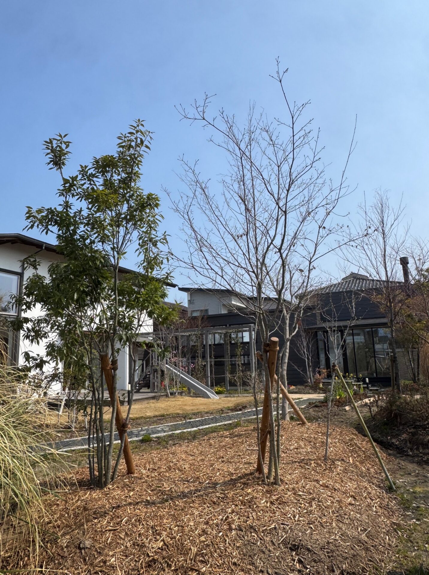 HARUMACHIガーデンに植栽しました