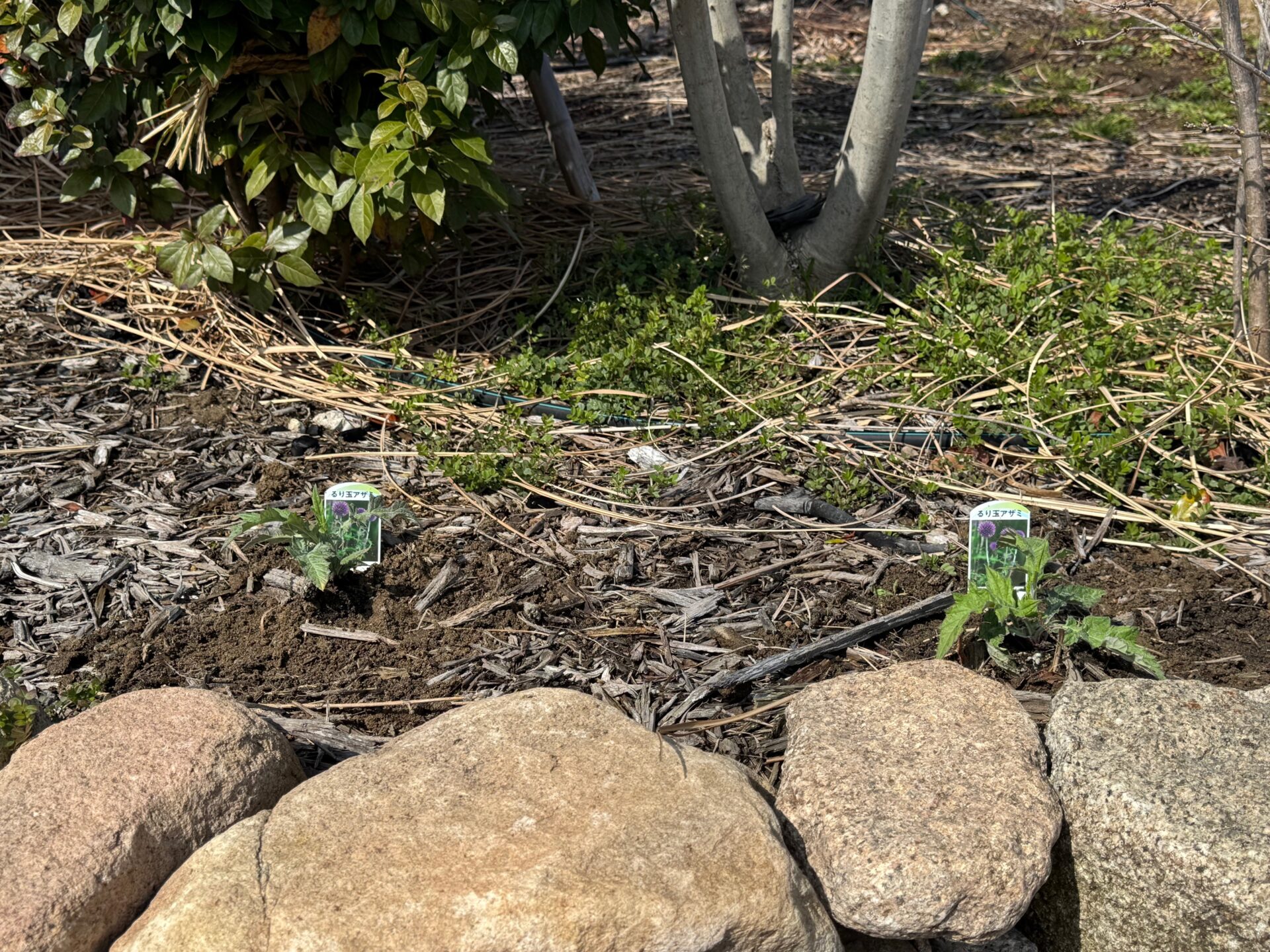 ルリタマアザミ