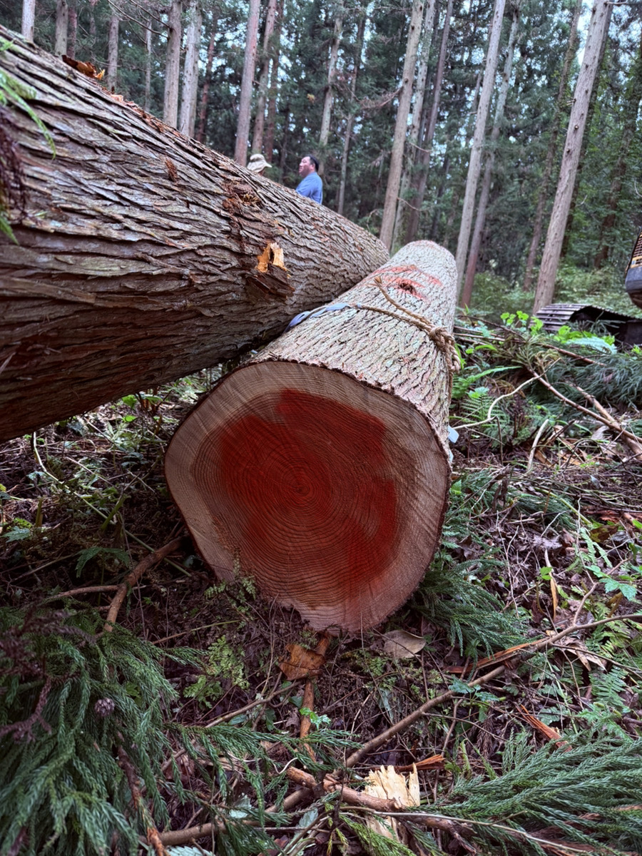 新潟県産材の家づくり