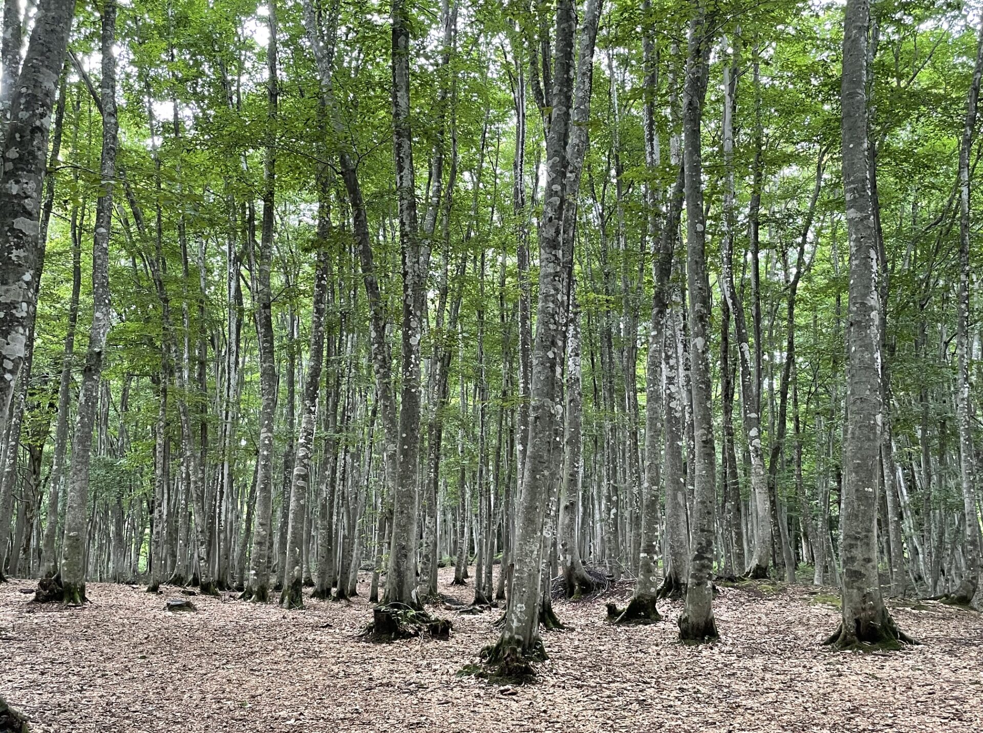 森から、未来の暮らしをつくる。