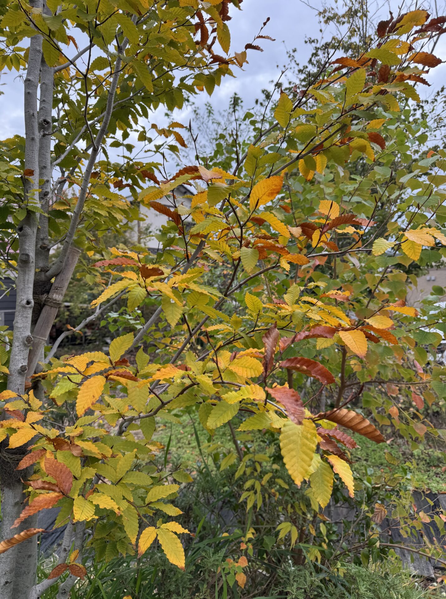 HARUMACHIガーデンに、秋の彩りが広がり始めました🍁