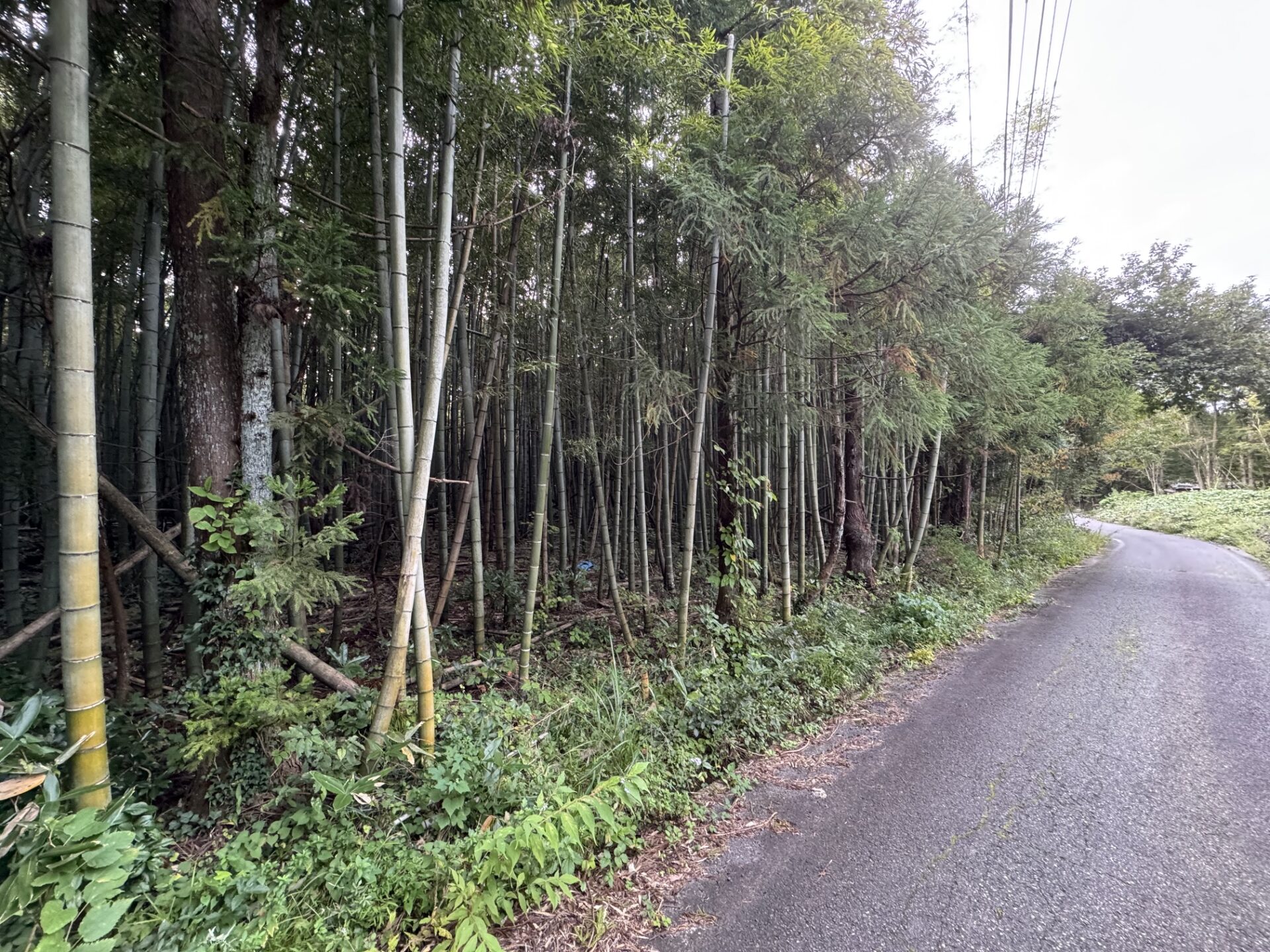 いつか、お客様と一緒にタケノコ掘りを！