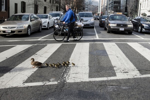 A family of ducks cross H Street NW on February 12, 2016 in Washington, DC. / AFP / Brendan Smialowski