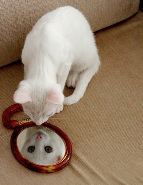 鏡とねこ