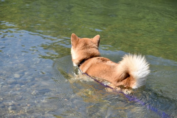 泳ぐ柴犬