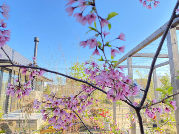 モデルハウス前の桜。満開です